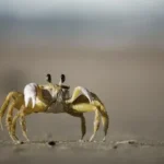 brown and white crab photography