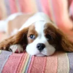 brown and white long haired small dog lying on red and white textile