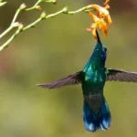 selective focus photo of green and brown humming bird