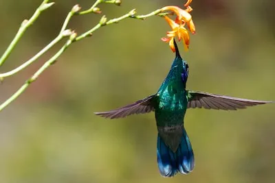 Dreaming of a Dead Hummingbird: Interpreting Meaning and Lessons for Transformation