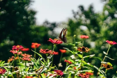 Deciphering the Meaning of a Red Butterfly in a Dream