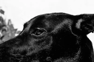 Unveiling the Meaning of Dreams about a Black Labrador Puppy: Growth & Relationship Insights