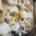 human skull decor