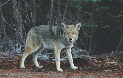 Dreaming of Wolves: Meaning and Interpretation Insights