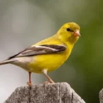 yellow and black bird on brown wooden post