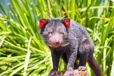 Decoding the Meaning of  Dreams about a Tasmanian Devil: Fearlessness & Growth