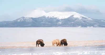 Dreaming of a White Buffalo: Exploring Spiritual Awakenings and Abundance