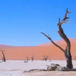 brown bare tree on white sand during daytime