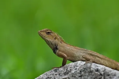 Decoding the Meaning of Being Chased by Lizards in Dreams