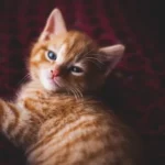 lying orange tabby cat