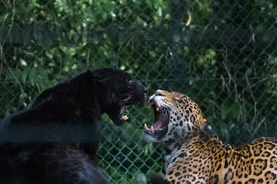 Dreaming about a Black Jaguar: Uncovering the Meaning