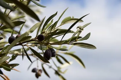 Dreaming of Olive Trees: Meaning and Keys to Personal Growth