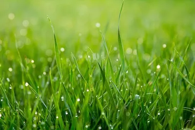 Meaning of Cutting Grass in a Dream: Deciphering Growth and Control Symbolisms