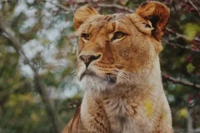 Decoding the Meaning of Dreaming About a Lioness Attack