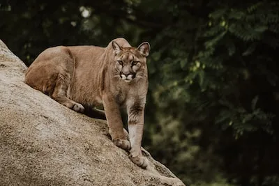 Dreaming of a Cougar With Cubs: Meanings and Growth Insights