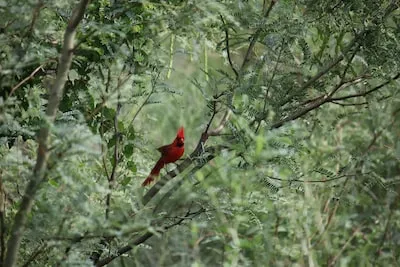 Decoding the Spiritual Meaning of Red Cardinal Dreams