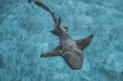 Unraveling the Meaning of Dreaming about Sharks in Water