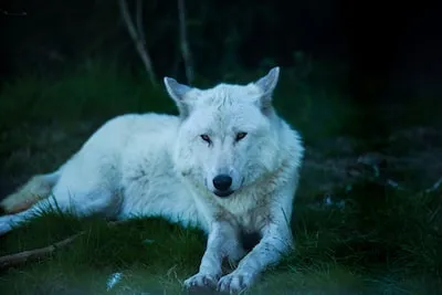 Dreaming of a Blue Wolf: Meaning of Growth and Emotional Healing