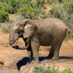 elephant walking on brown dirt during daytime