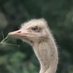brown ostrich head in tilt shift lens