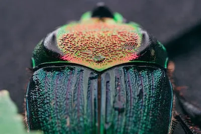 Dreaming About Scarab Beetles: Insights into Transformation and Rebirth