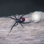 a black and red bug