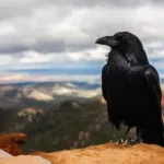 black crow on brown rock under cloudy sky at daytime