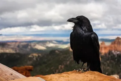 Meaning of Dreams about a Crow Landing on Your Shoulder