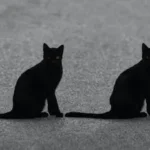 a couple of black cats sitting next to each other