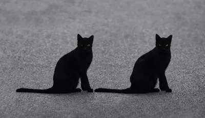 Dreaming of Two Black Cats: Exploring Symbolism and Balancing Energy