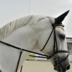white horse wearing harness