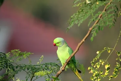 Dreaming of a Green Parakeet: Unveiling the Meaning and Growth Insights