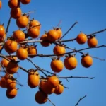 orange fruit on tree during daytime