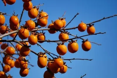 Uncovering the Meaning of Persimmon Dreams: Prosperity, Joy, and More